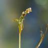 Fotografia 1 da espécie Potamogeton pusillus do Jardim Botânico UTAD