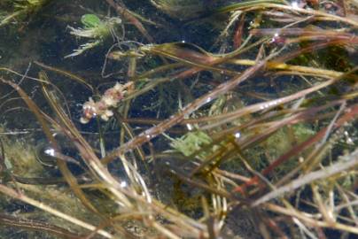 Fotografia da espécie Potamogeton pusillus