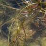 Fotografia 5 da espécie Potamogeton pusillus do Jardim Botânico UTAD