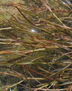 Fotografia 6 da espécie Potamogeton pusillus no Jardim Botânico UTAD