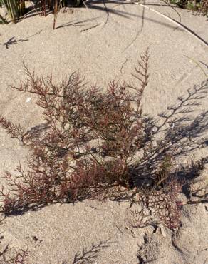 Fotografia 9 da espécie Myriolimon diffusum no Jardim Botânico UTAD