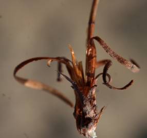 Fotografia da espécie Myriolimon diffusum