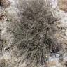 Fotografia 14 da espécie Myriolimon diffusum do Jardim Botânico UTAD