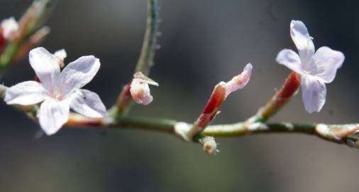 Fotografia da espécie Myriolimon diffusum