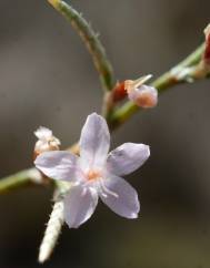 Myriolimon diffusum