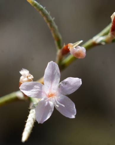 Fotografia de capa Myriolimon diffusum - do Jardim Botânico