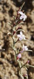 Fotografia da espécie Myriolimon diffusum