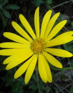 Fotografia 1 da espécie Doronicum carpetanum subesp. carpetanum no Jardim Botânico UTAD