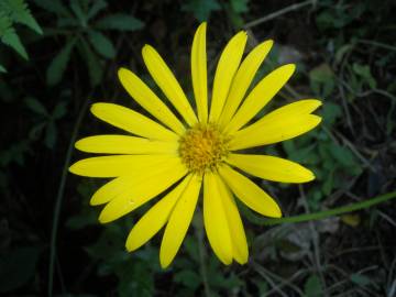 Fotografia da espécie Doronicum carpetanum subesp. carpetanum