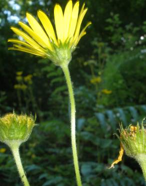 Fotografia 3 da espécie Doronicum carpetanum subesp. carpetanum no Jardim Botânico UTAD