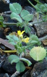 Fotografia da espécie Medicago italica