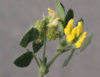 Fotografia da espécie Medicago italica