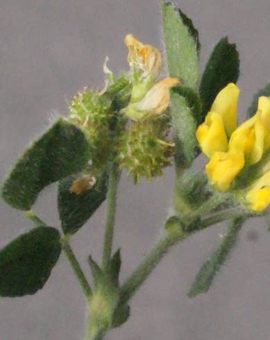 Fotografia de capa Medicago italica - do Jardim Botânico