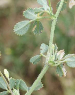 Fotografia 3 da espécie Medicago italica no Jardim Botânico UTAD