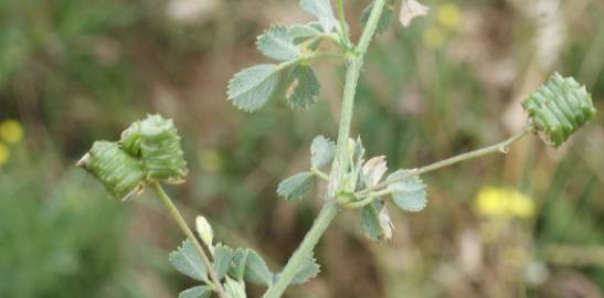 Fotografia da espécie Medicago italica