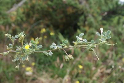 Fotografia da espécie Medicago italica