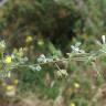 Fotografia 5 da espécie Medicago italica do Jardim Botânico UTAD