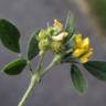 Fotografia 9 da espécie Medicago italica do Jardim Botânico UTAD