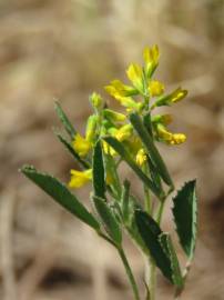 Fotografia da espécie Melilotus sulcatus