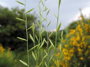 Fotografia da espécie Micropyrum patens