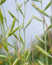 Fotografia da espécie Micropyrum patens