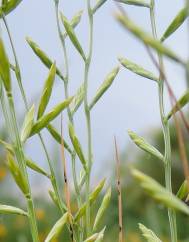 Micropyrum patens