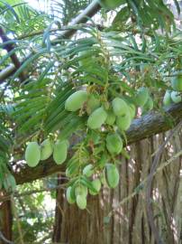 Fotografia da espécie Cephalotaxus harringtonii