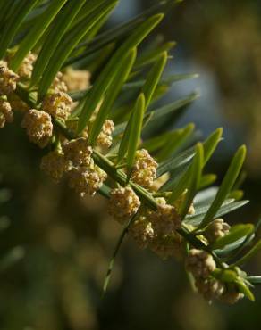 Fotografia 3 da espécie Cephalotaxus harringtonii no Jardim Botânico UTAD