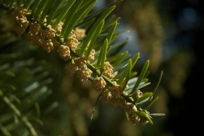 Fotografia da espécie Cephalotaxus harringtonii