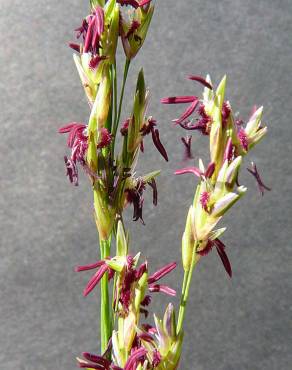 Fotografia 7 da espécie Molinia caerulea no Jardim Botânico UTAD