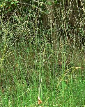 Fotografia 9 da espécie Molinia caerulea no Jardim Botânico UTAD