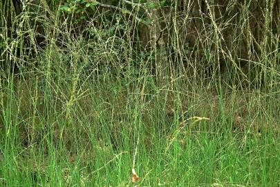 Fotografia da espécie Molinia caerulea