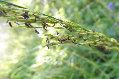 Fotografia da espécie Molinia caerulea