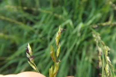 Fotografia da espécie Molinia caerulea