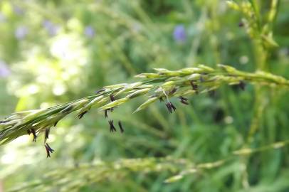 Fotografia da espécie Molinia caerulea