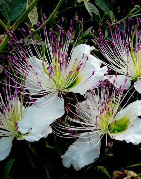 Fotografia 1 da espécie Capparis spinosa subesp. spinosa no Jardim Botânico UTAD