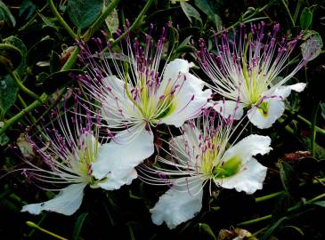 Fotografia da espécie Capparis spinosa subesp. spinosa