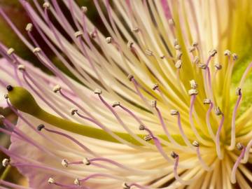 Fotografia da espécie Capparis spinosa subesp. spinosa