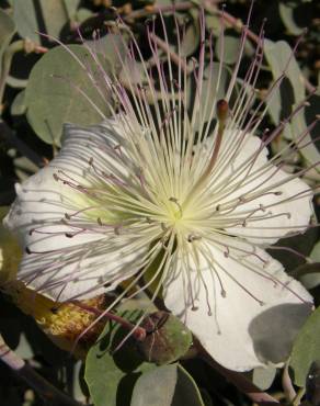 Fotografia 3 da espécie Capparis spinosa subesp. spinosa no Jardim Botânico UTAD