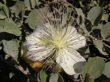 Fotografia da espécie Capparis spinosa subesp. spinosa