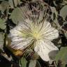 Fotografia 3 da espécie Capparis spinosa subesp. spinosa do Jardim Botânico UTAD