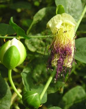 Fotografia 4 da espécie Capparis spinosa subesp. spinosa no Jardim Botânico UTAD