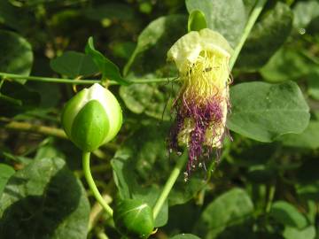 Fotografia da espécie Capparis spinosa subesp. spinosa