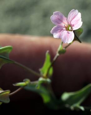 Fotografia 3 da espécie Vaccaria hispanica no Jardim Botânico UTAD