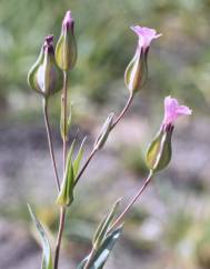 Vaccaria hispanica