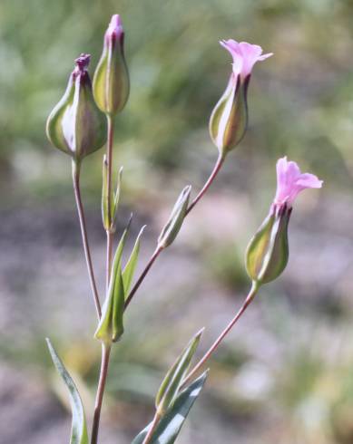 Fotografia de capa Vaccaria hispanica - do Jardim Botânico