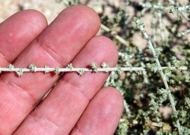 Fotografia da espécie Tanacetum microphyllum