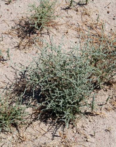 Fotografia de capa Tanacetum microphyllum - do Jardim Botânico