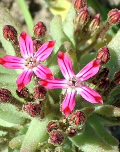 Fotografia de capa Pistorinia hispanica - do Jardim Botânico