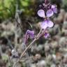 Fotografia 6 da espécie Moricandia arvensis do Jardim Botânico UTAD